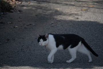 歩く猫