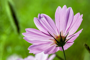 Fototapeta premium あぐりの丘のピンクのコスモス01