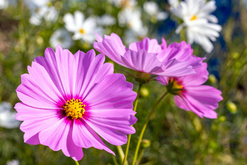 Obraz premium あぐりの丘のピンクのコスモス