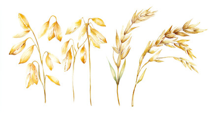 oat grains, oats isolated watercolor painting, realistic cereal plant, seeds. Agriculture harvesting wholegrain product 