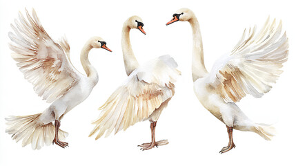 Swan bird, Elegant Watercolor birds hand-painted Isolated. Perfect for designers, nature lovers, creative decor
