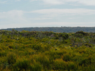 Obraz premium lush green heath landscape with trees