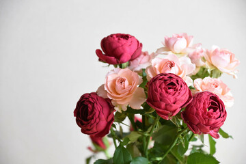 ピンクと赤のばら