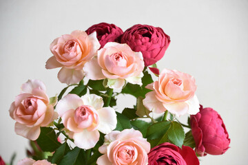 Obraz premium ピンクと赤のばら