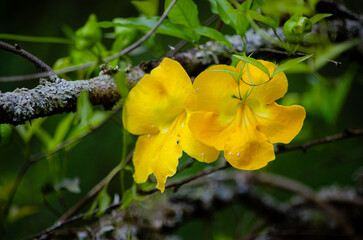 Flor Amarilla