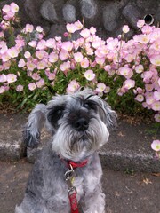 flower,dog