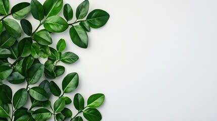 Green leaves arranged beautifully on a white isolated background.
