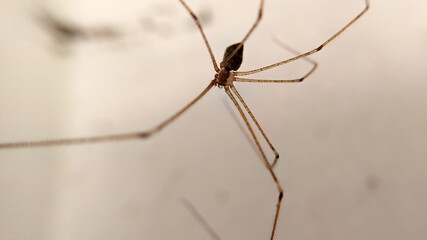 Spider with long legs on the wall