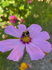 Fototapeta premium bee on pink flower