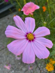 Fototapeta premium Pink zinnia