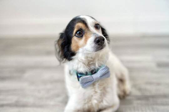 Cute Dog Wearing a Bow Tie