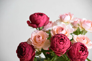 赤とピンクのばら