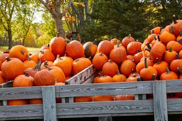 Many large pumpkins piled into a wooden wagon on a fall day before Halloween