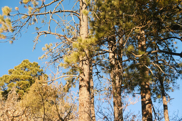 Sunny day during winter season with evergreen trees in Colorado nature.
