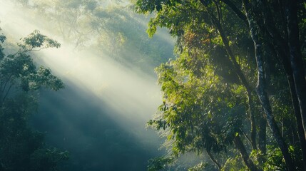 Obraz premium Sunlight Breaking Through Dense Forest Canopy