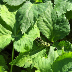 黄揚羽の終齢幼虫