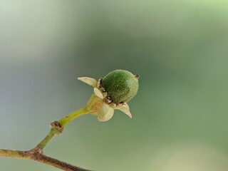 Agarwood plant fruit with blur background