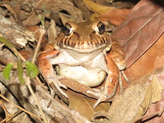 Fototapeta premium Pepper frog (Leptodactylus labyrinthicus) found in Brazil Central, Tocantins, Cerrado, Brazil