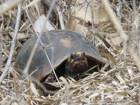 Red-footed tortoise (Jaboti) (Chelonoidis carbonarius), in south of Tocantins, Cerrado, Brazil