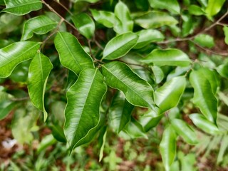 young agarwood leaves in the morning