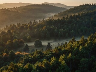 Beautiful view of misty hills and dense pine forests glowing in soft morning light