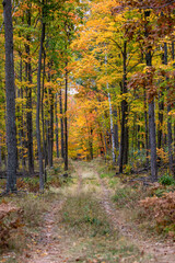 Wisconsin logging road going through a colorful forest in October