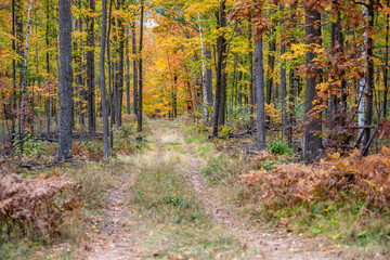 Obraz premium Wisconsin logging road going through a colorful forest in October