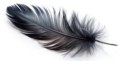 Obraz premium Black Feather on White Background - A Symbol of Elegance and Mystery in Nature Photography, Perfect for Minimalist Decor, Artistic Expressions, and Symbolic Representation of Beauty and Grace