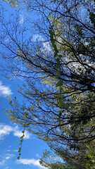 Branches and vines with sky in the background