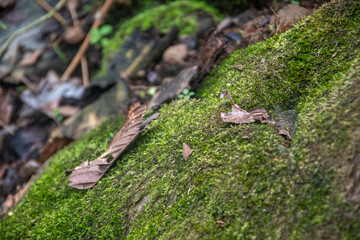 Dry leaf on top of a mossy stone