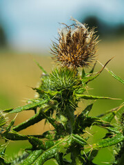 close up of thistle flower species in nature 