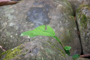 A green leaf in the middle of rocks