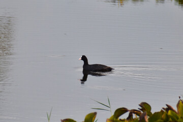 great crested grebe