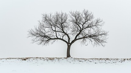 Fototapeta premium Bare Tree with Reaching Branches in Winter Landscape