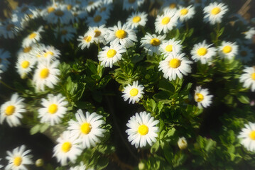 daisies in a garden