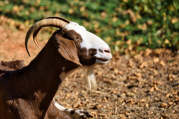 Goat on a farm.