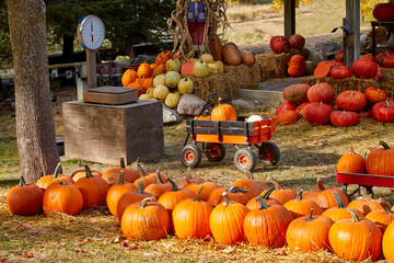 Pumpkins ready to be weighed and sold to decorate and celebrate Halloween in central Minnesota
