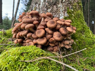 mushrooms in the forest