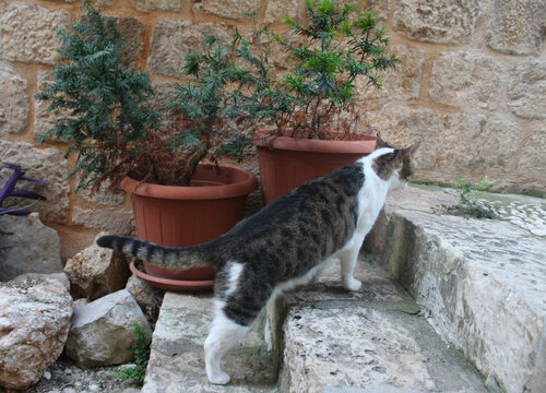 Fototapeta cat on the streets of dubrovnik, croatia