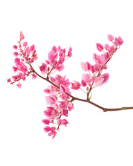 Pink coral vine flowers, Antigonon leptopus isolated on white background, with clipping path