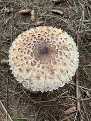 mushroom on the ground