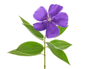 Malabar melastome flowers with leaves, Tropical purple flower isolated on white background 