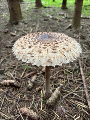 mushrooms in the forest