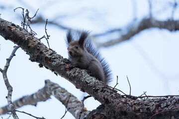 北海道　秋のエゾリス
