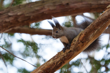 北海道　秋のエゾリス