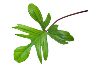 Red Bristle Philodendron, Philodendron squamiferum leaf isolated on white background, with clipping path  © DEWINs