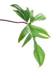 Red Bristle Philodendron, Philodendron squamiferum leaf isolated on white background, with clipping path 