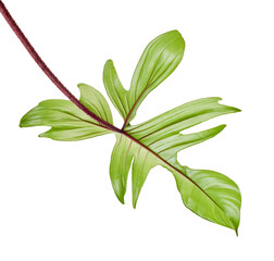 Red Bristle Philodendron, Philodendron squamiferum leaf isolated on white background, with clipping path  © DEWINs