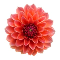 Dahlia Flower Flower isolated on white background.