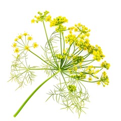 Fennel Flower isolated on white background.